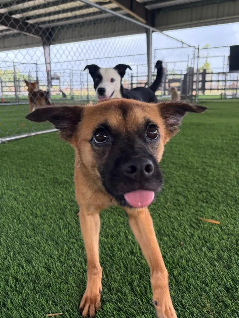 An adult small-sized male Mixed Breed dog named Percy for adoption in Brooklyn, NY