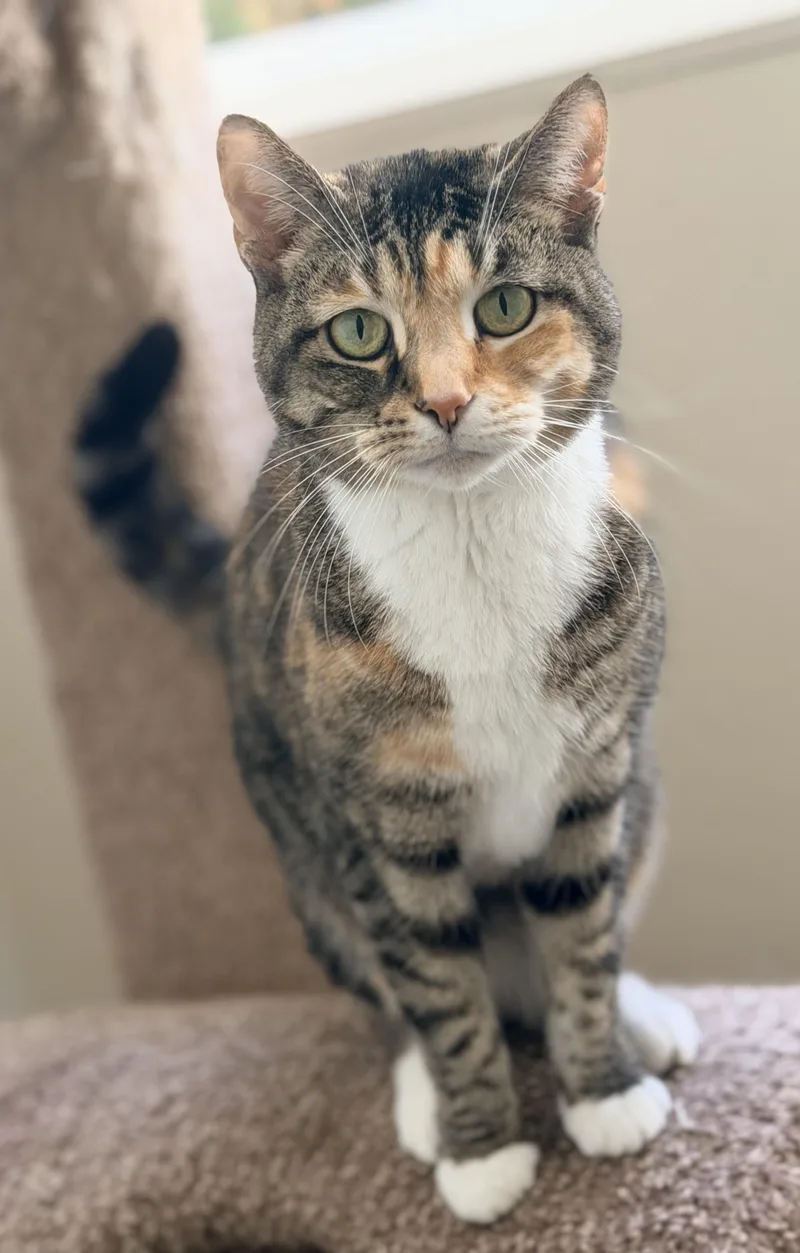 An adult medium-sized female Tortoiseshell cat named Jingles for adoption in Pittsburgh, PA