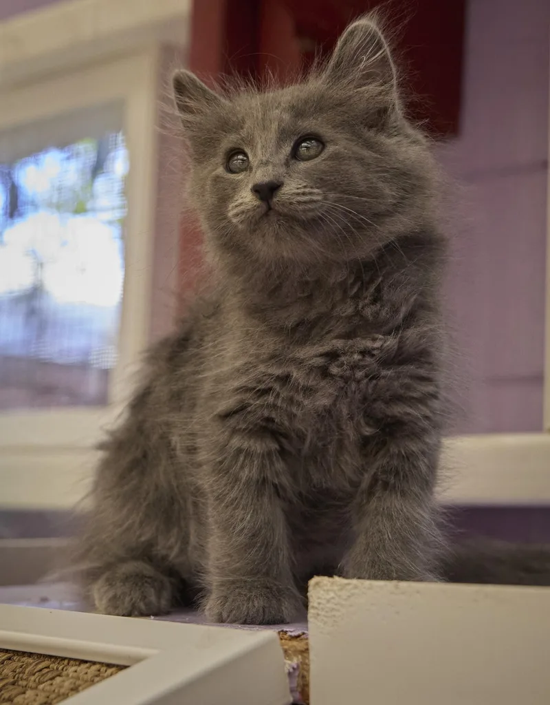 A baby medium-sized female Domestic Long Hair cat named Bonny for adoption in Santa Barbara, CA