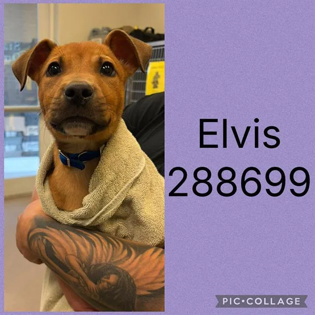 A baby small-sized male Mixed Breed dog named Elvis for adoption in Macon, GA