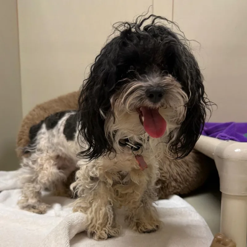 A young small-sized male Maltese dog named Maverick for adoption in Las Vegas, NV