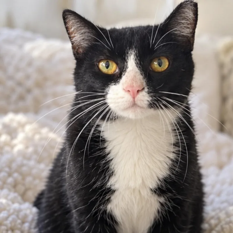 A young medium-sized male Black Domestic Short Hair cat named Chaplin for adoption in Boston, MA