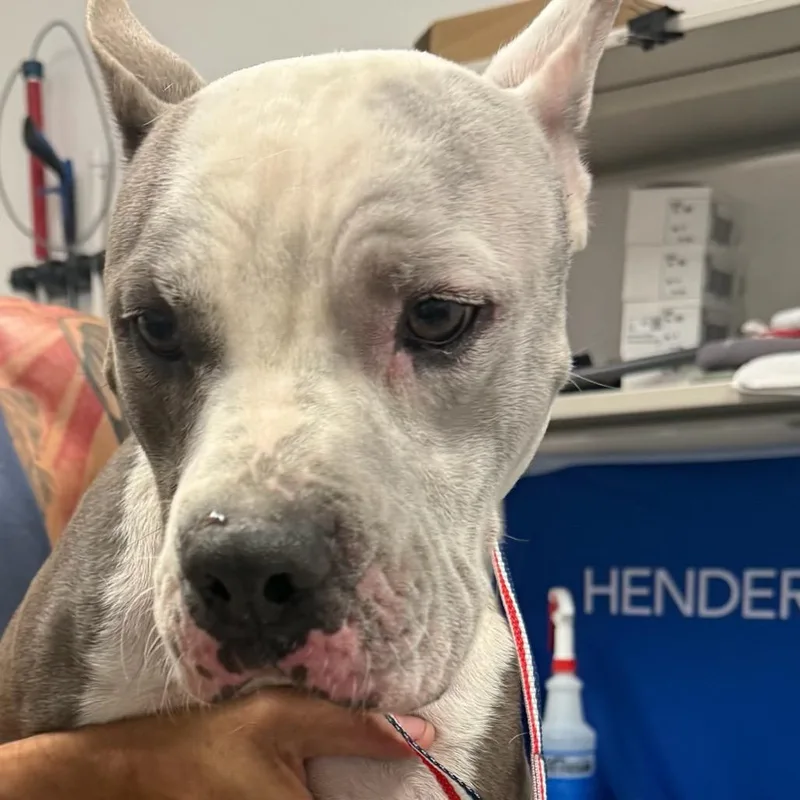 An adult medium-sized male Gray / Blue / Silver Pit Bull Terrier dog named Blu for adoption in Henderson, NV