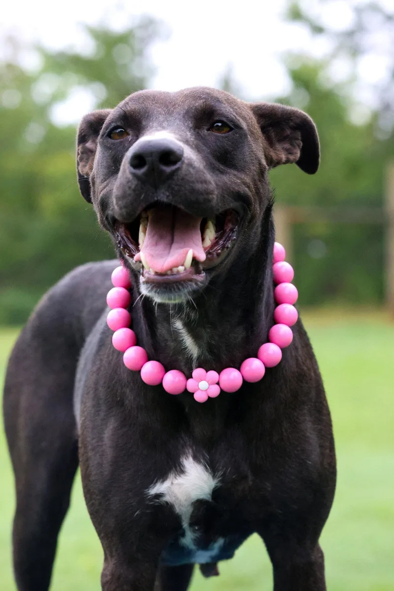 A young medium-sized female Terrier dog named Valerie for adoption in Greenville, SC
