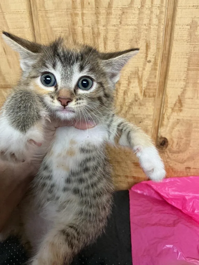 A baby small-sized female Abyssinian cat named Erin for adoption in Dyersburg, TN
