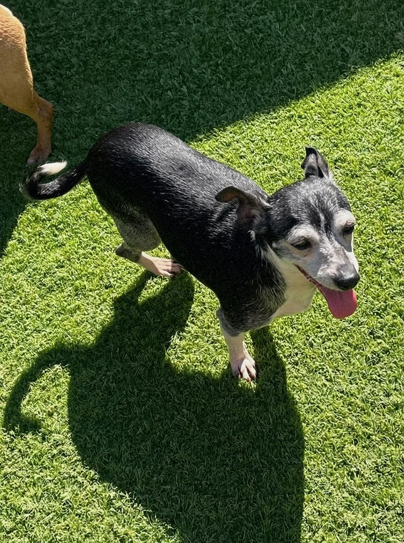 A senior small-sized female Black Chihuahua dog named Piper for adoption in Tarzana, CA