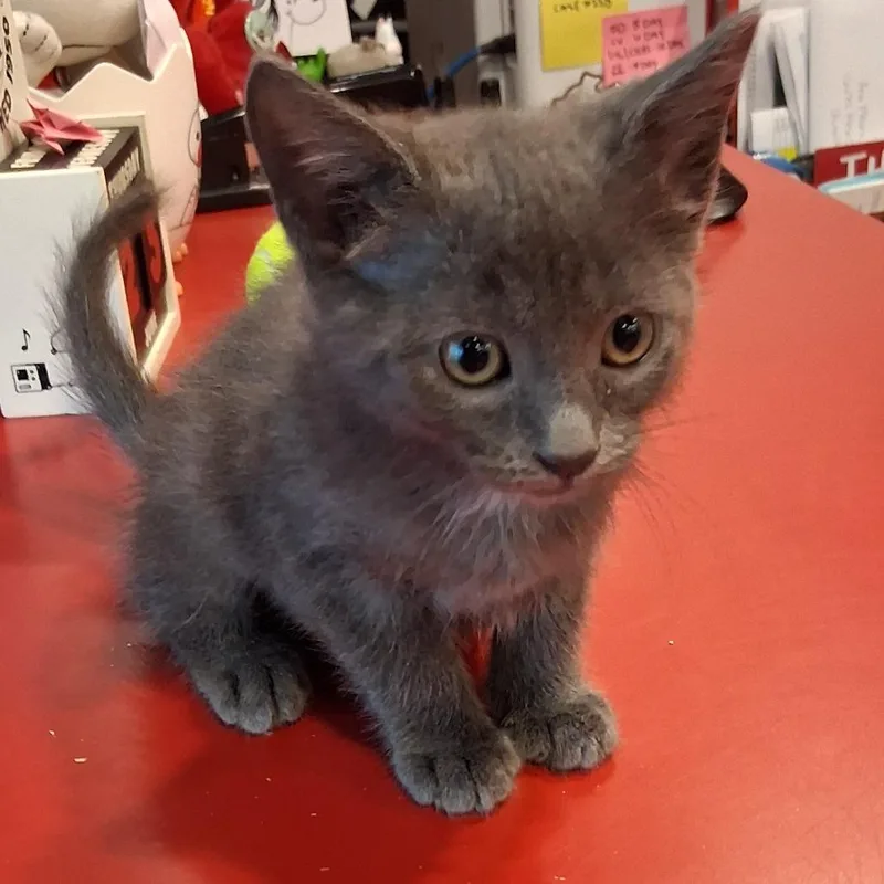 A baby small-sized female Gray / Blue / Silver Domestic Short Hair cat named Stormy for adoption in San Gabriel, CA
