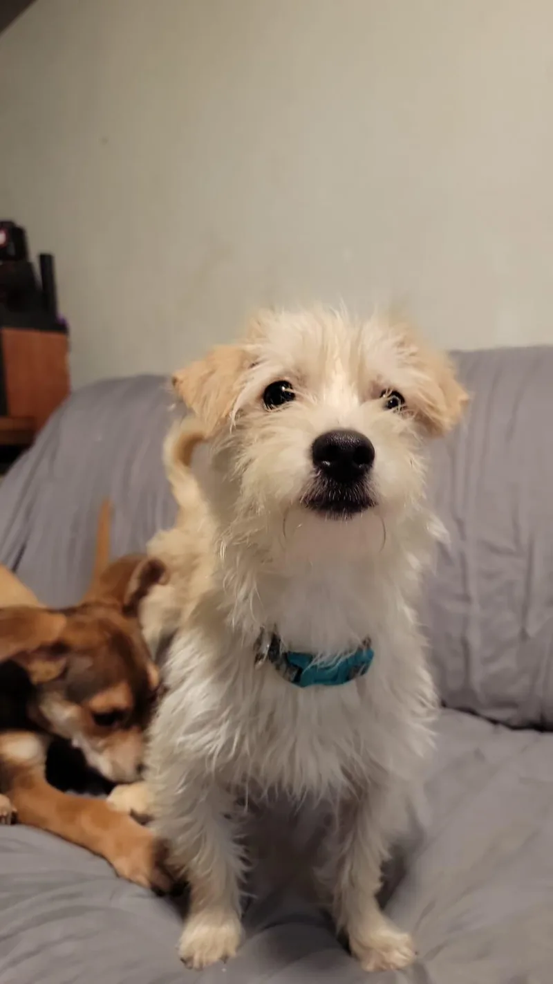 Nova