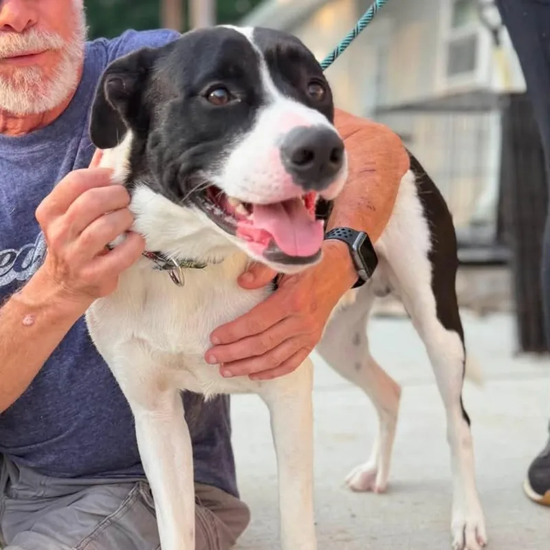 A young medium-sized male Black Mixed Breed dog named Avenger for adoption in Warren, OH