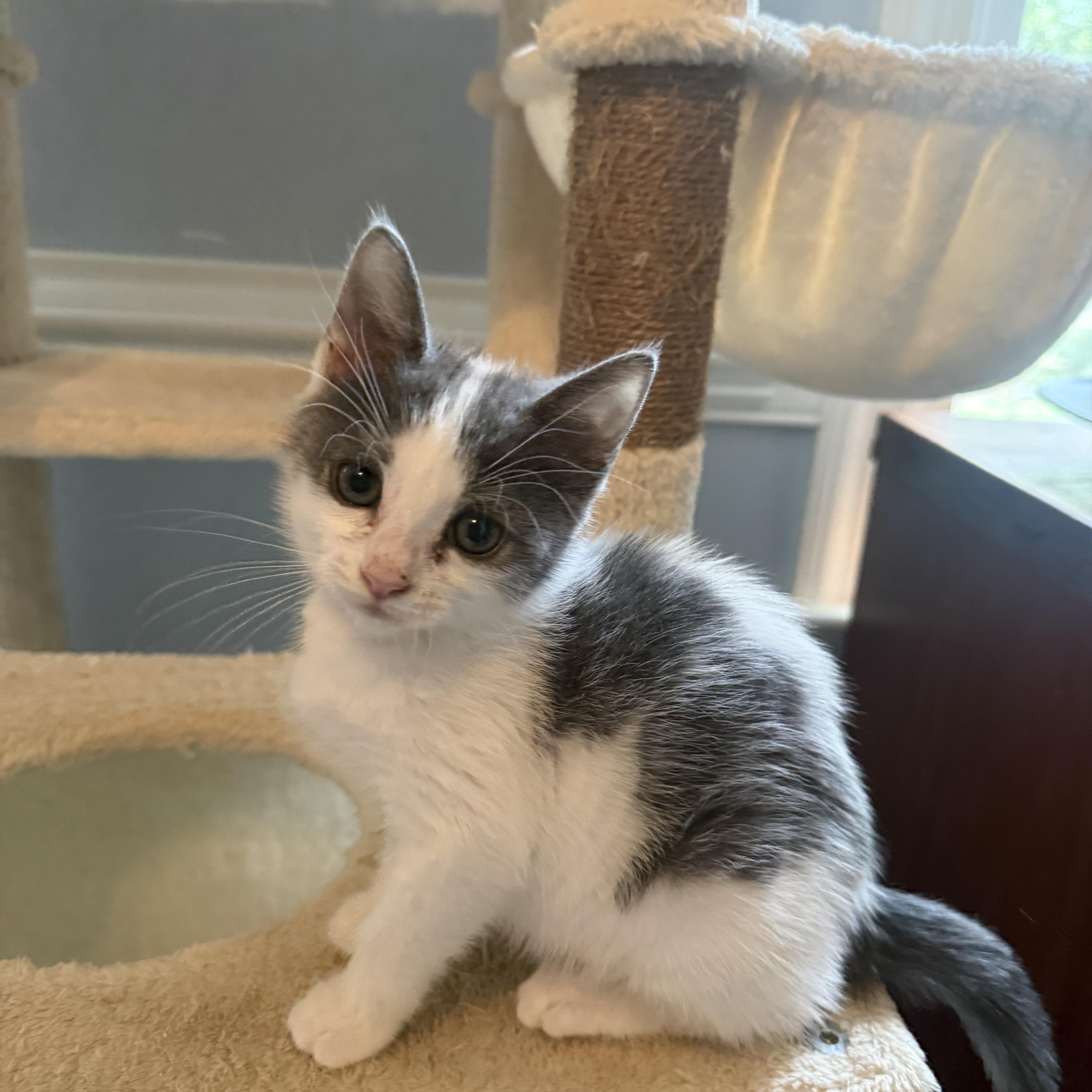A baby small-sized female White American Shorthair cat named Apostrophe for adoption in North Chesterfield, VA