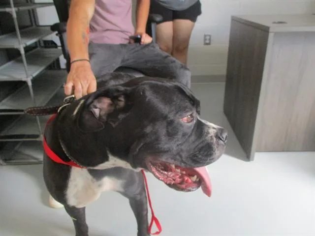 An adult large-sized female American Bulldog dog named Valley for adoption in Ocala, FL