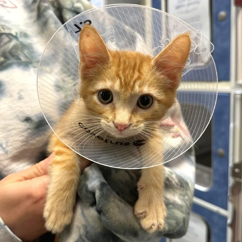 A baby small-sized male Orange / Red Domestic Short Hair cat named Chance for adoption in Woodinville, WA