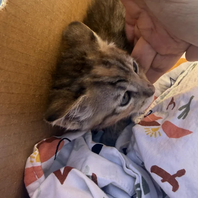 A baby small-sized female Brown / Chocolate Domestic Short Hair cat named Bella for adoption in Long Beach, CA
