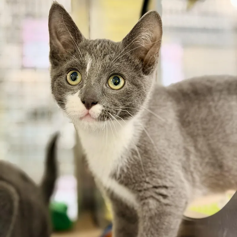 A baby medium-sized male Gray & White Domestic Short Hair cat named Delta for adoption in Jackson, NJ