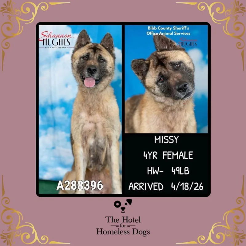 An adult medium-sized female White / Cream Akita dog named Missy for adoption in Cumberland, RI