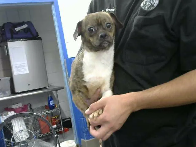 An adult small-sized female Chihuahua dog named Casanova for adoption in Albuquerque, NM