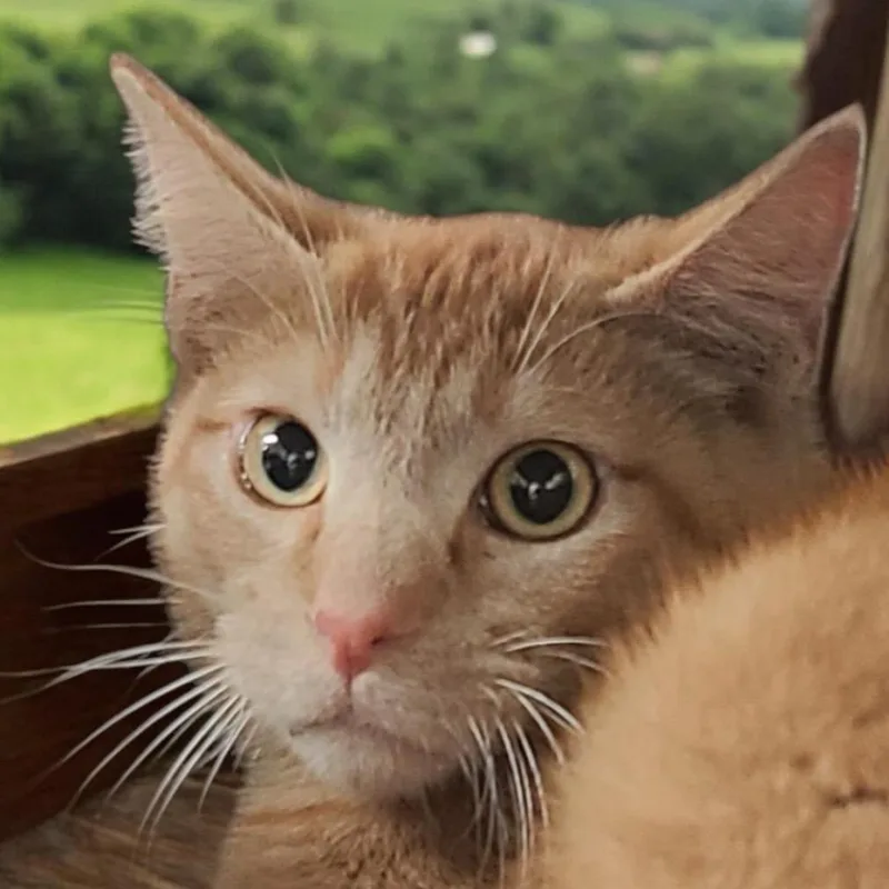 An adult small-sized male Orange / Red Domestic Short Hair cat named Spyro for adoption in Hemet, CA