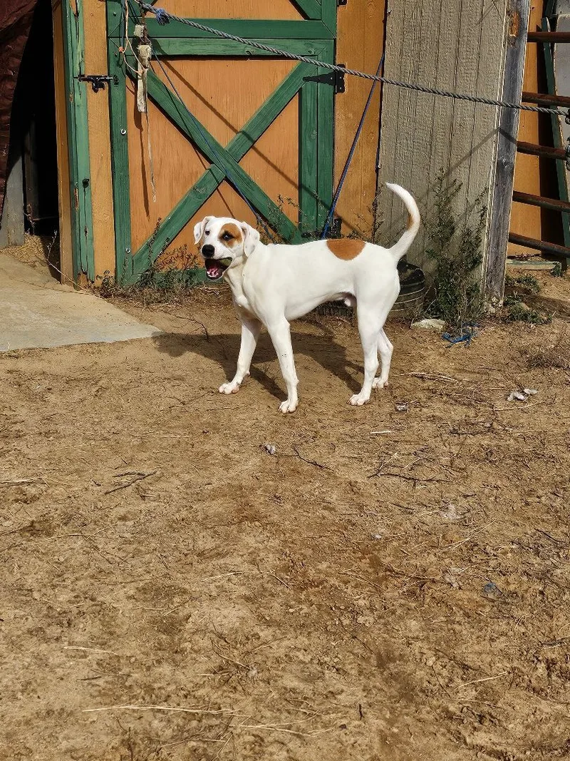 A young large-sized male Apricot / Beige American Bulldog dog named Bowzer aka "Hammie" for adoption in St. George, SC