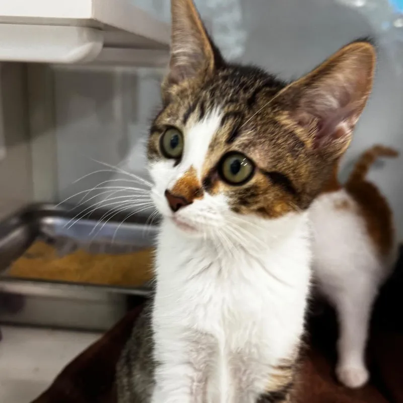 A baby small-sized male Brown / Chocolate Domestic Short Hair cat named Tropical for adoption in Wheeling, IL