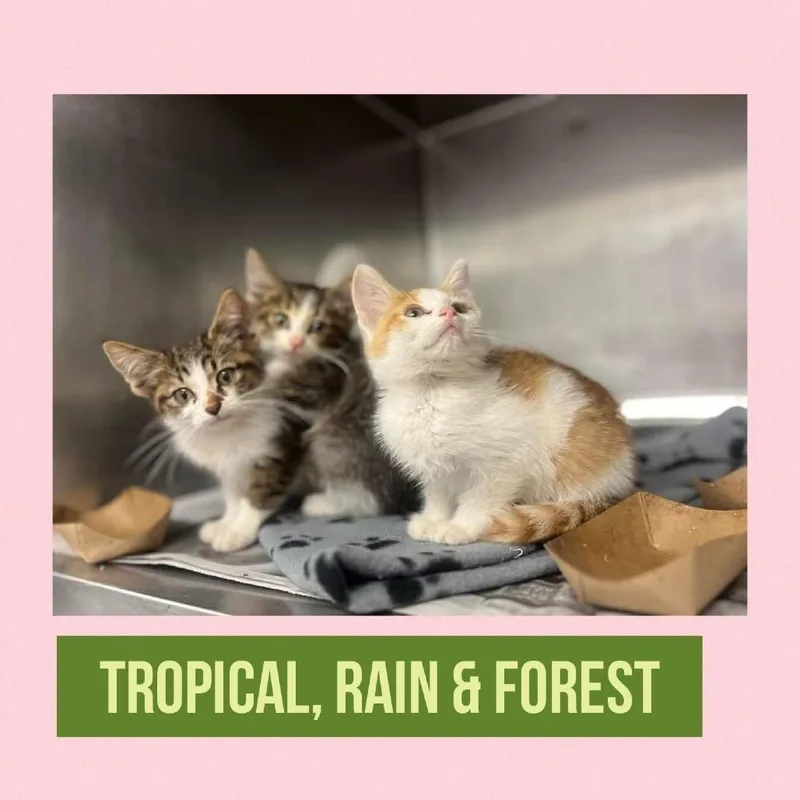 Tropical thumbnail 2
