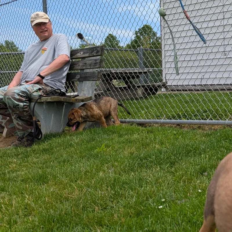 A young large-sized male Brown / Chocolate Mastiff dog named Looking For Owner for adoption in Ravenna, OH