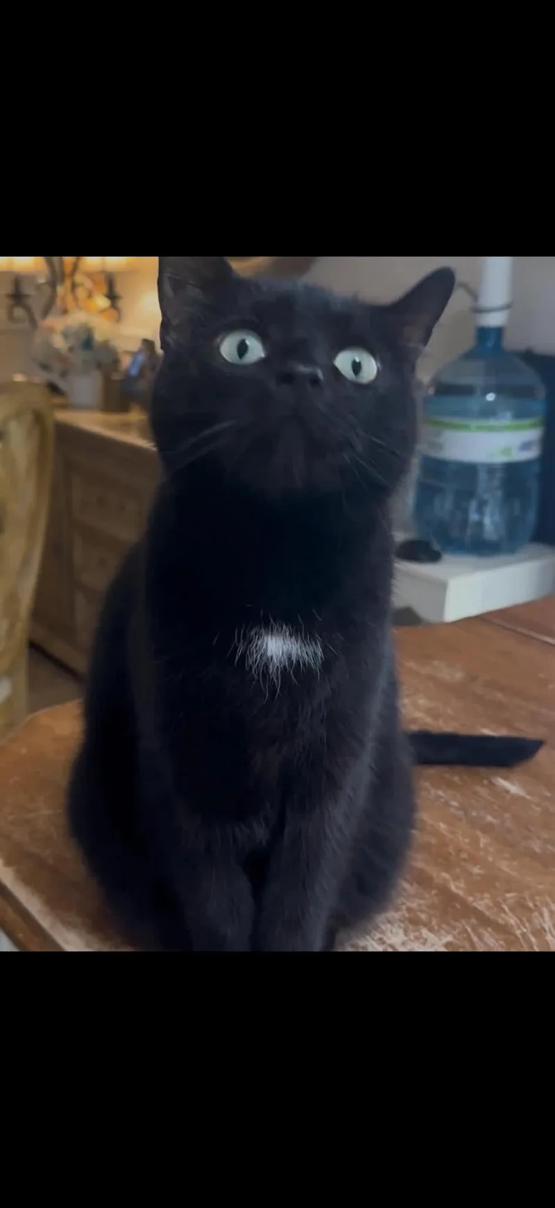 An adult medium-sized female Black Domestic Short Hair cat named Julia for adoption in Toms River, NJ