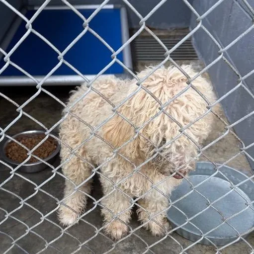 A baby medium-sized male Standard Poodle dog named Petrie for adoption in Elizabethtown, NC