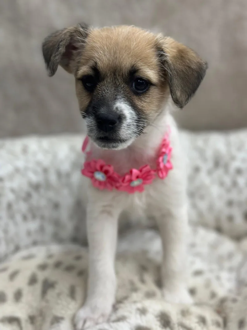 A baby small-sized female Jack Russell Terrier dog named Clue: Lead Pipe for adoption in Palo Alto, CA