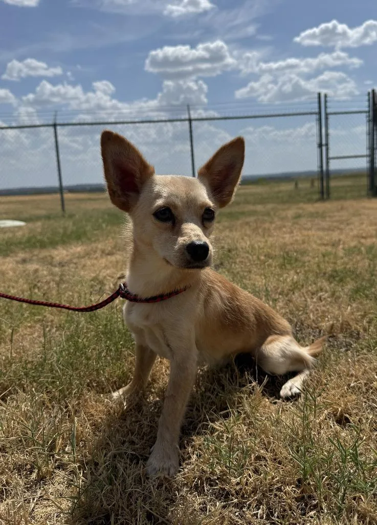 An adult small-sized male Chihuahua dog named Buddy for adoption in Glen Rose, TX