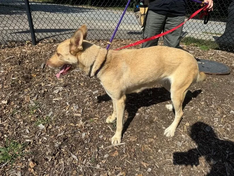 A young large-sized female Golden Mixed Breed dog named Queen Bee for adoption in Cincinnati, OH
