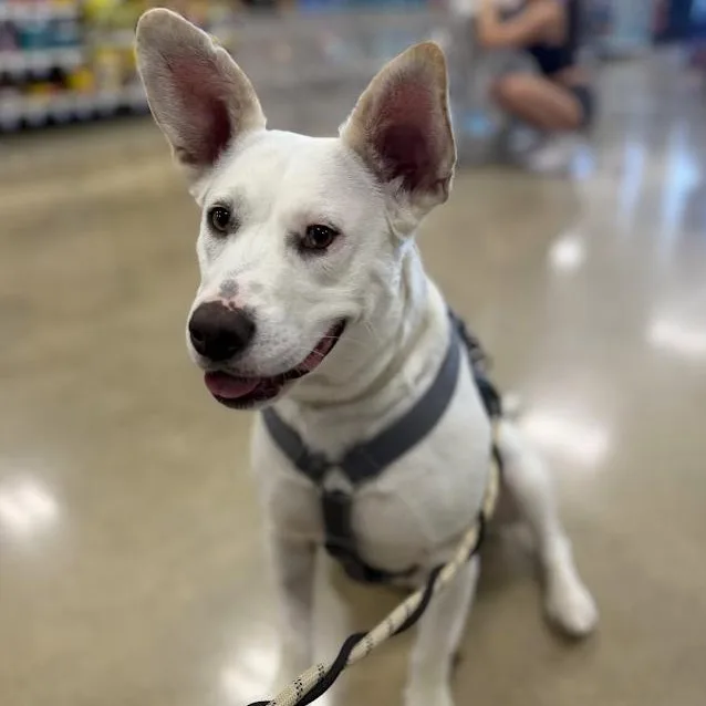 An adult medium-sized female Apricot / Beige Shepherd dog named Snow for adoption in Naperville, IL