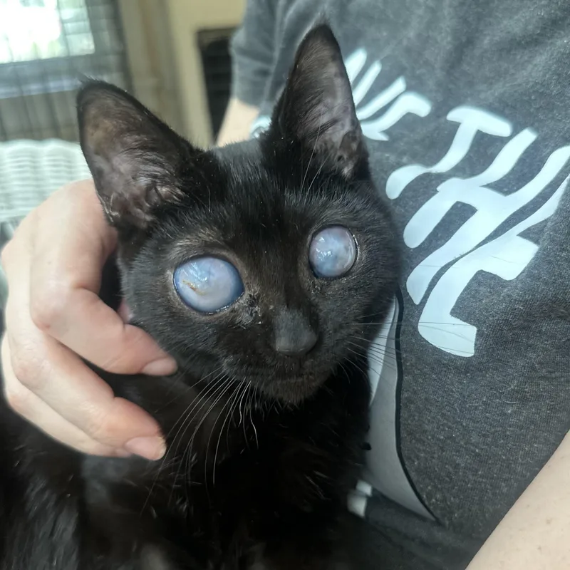 Marvelous Mukie