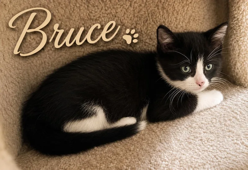 A baby medium-sized male Tuxedo cat named BruceK for adoption in Greenville, DE