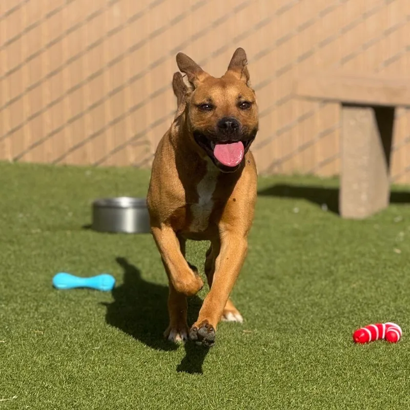 A young medium-sized male Golden Retriever dog named Simba for adoption in Santa Barbara, CA