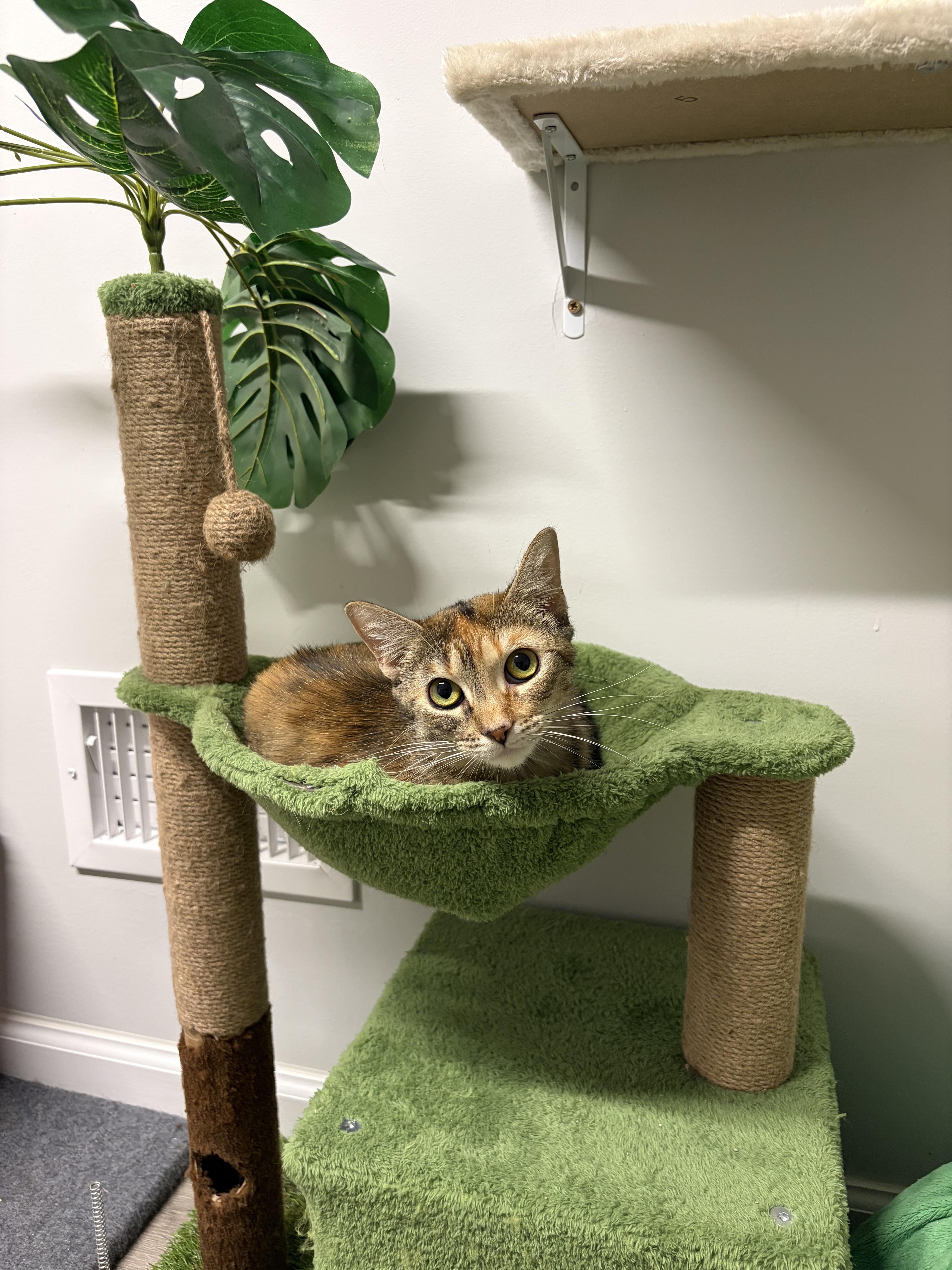 A young small-sized female Dilute Calico Domestic Short Hair cat named Beryl for adoption in North Haledon, NJ