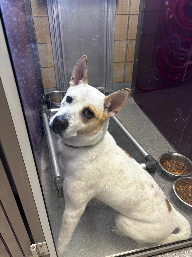 A young large-sized female Husky dog named Lilo for adoption in Greenfield, IN
