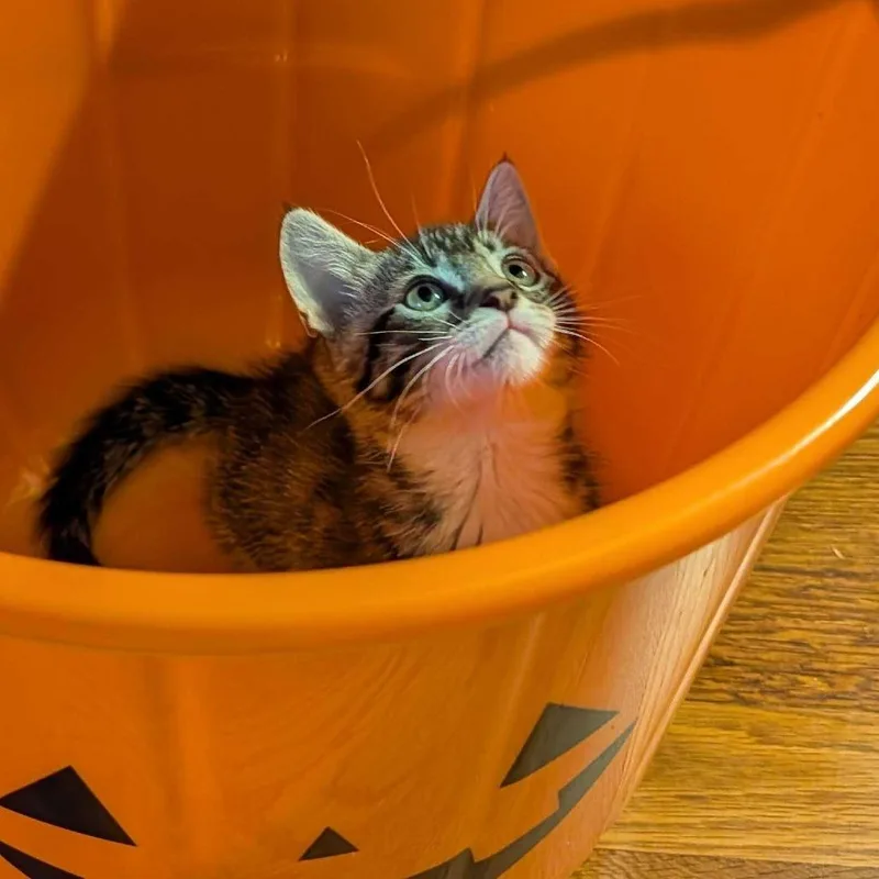 A baby small-sized female Brown / Chocolate Domestic Short Hair cat named Wednesday for adoption in Sunnyvale, CA