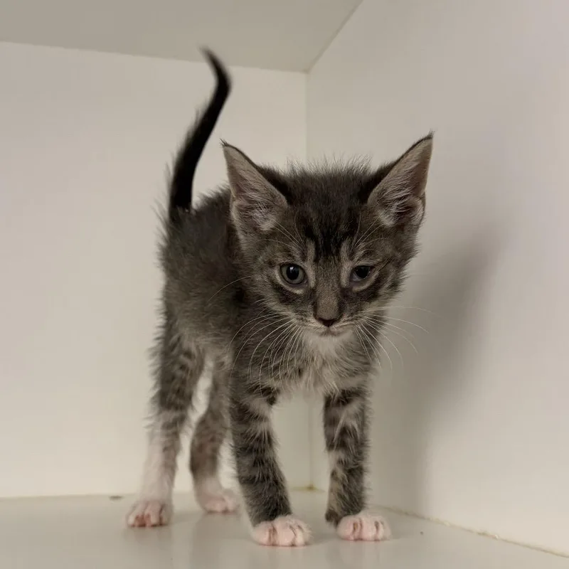 A baby small-sized male Gray / Blue / Silver Domestic Short Hair cat named Pollo for adoption in New York, NY