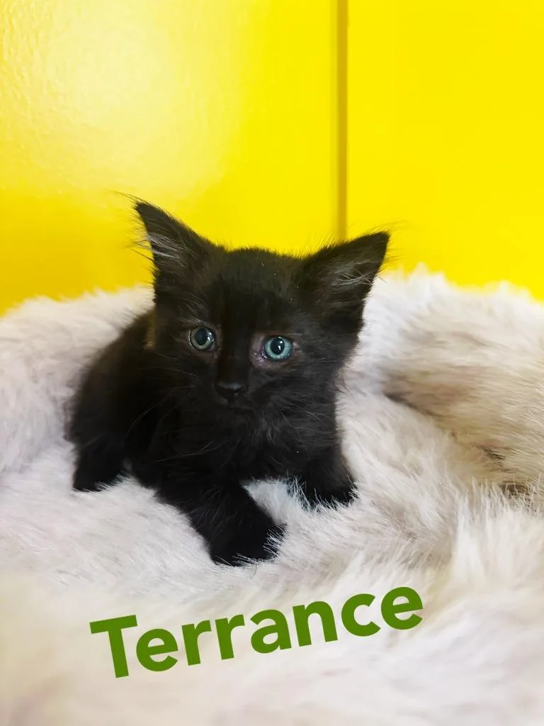 A baby medium-sized male Domestic Medium Hair cat named Terrance for adoption in Johnson City, TN