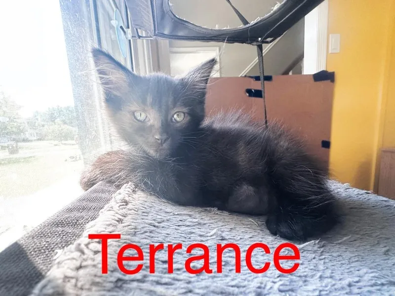 Terrance thumbnail 3