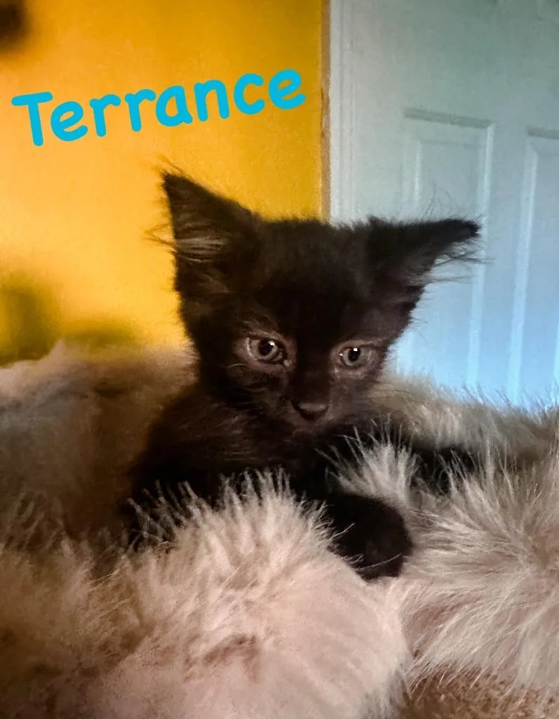 Terrance thumbnail 4