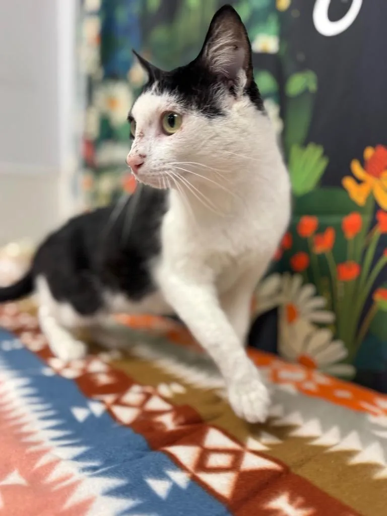 A young medium-sized male Domestic Short Hair cat named Roughin for adoption in Belton, TX