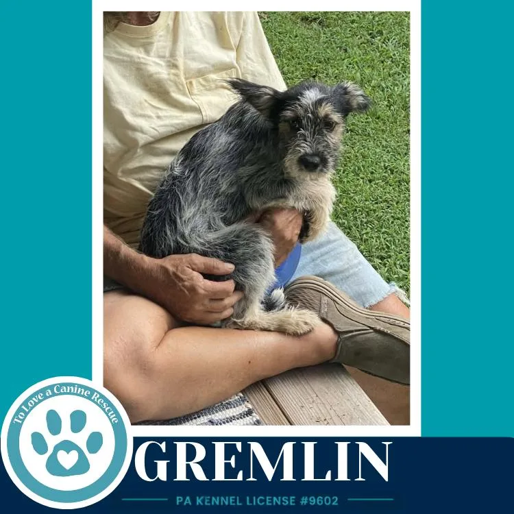 A baby medium-sized male Tricolor (Brown, Black, & White) Shih Tzu dog named Gremlin for adoption in Kimberton, PA