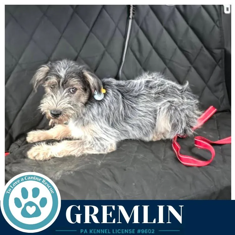 Gremlin thumbnail 2