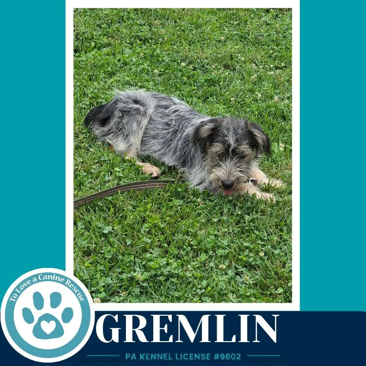 Gremlin thumbnail 3
