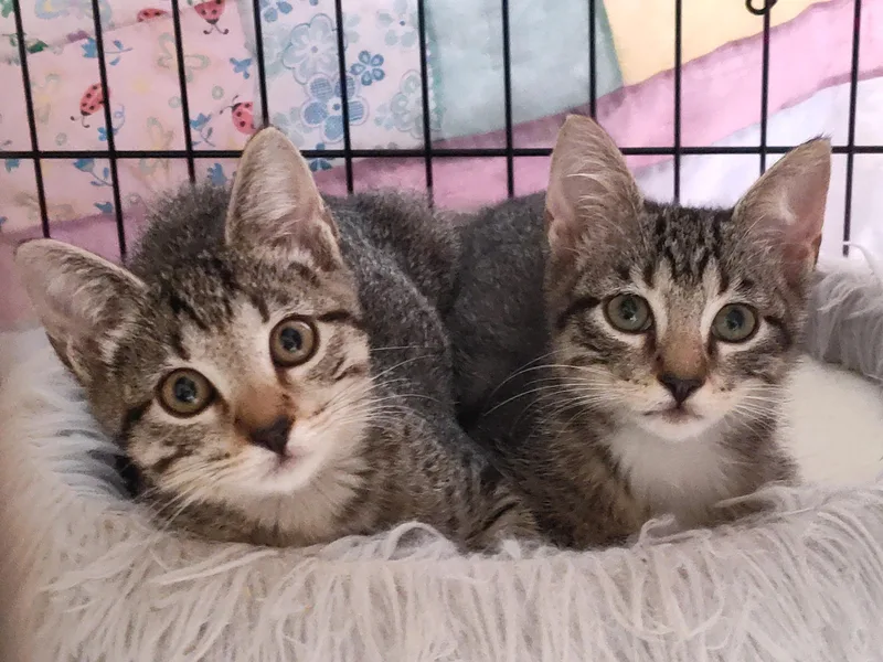 A baby small-sized male Tabby (Gray / Blue / Silver) Tabby cat named Mousse for adoption in Spring Branch, TX