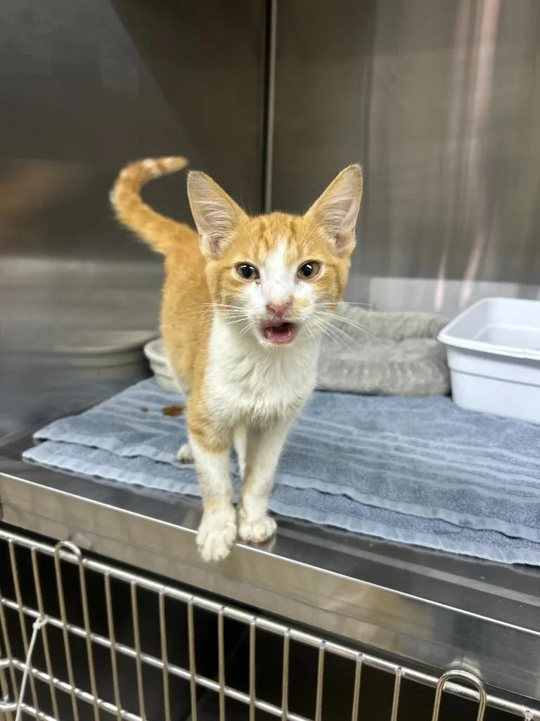 A young medium-sized male Domestic Medium Hair cat named Butters for adoption in Lagrange, IN