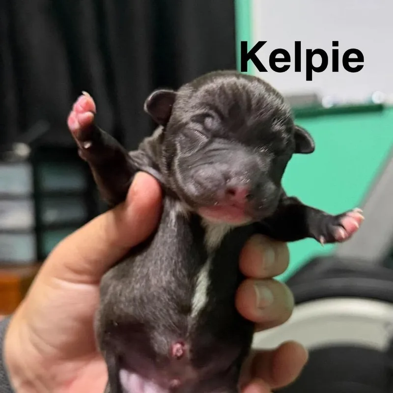 A baby small-sized male Mixed Breed dog named Kelpie for adoption in Spring Hill, KS