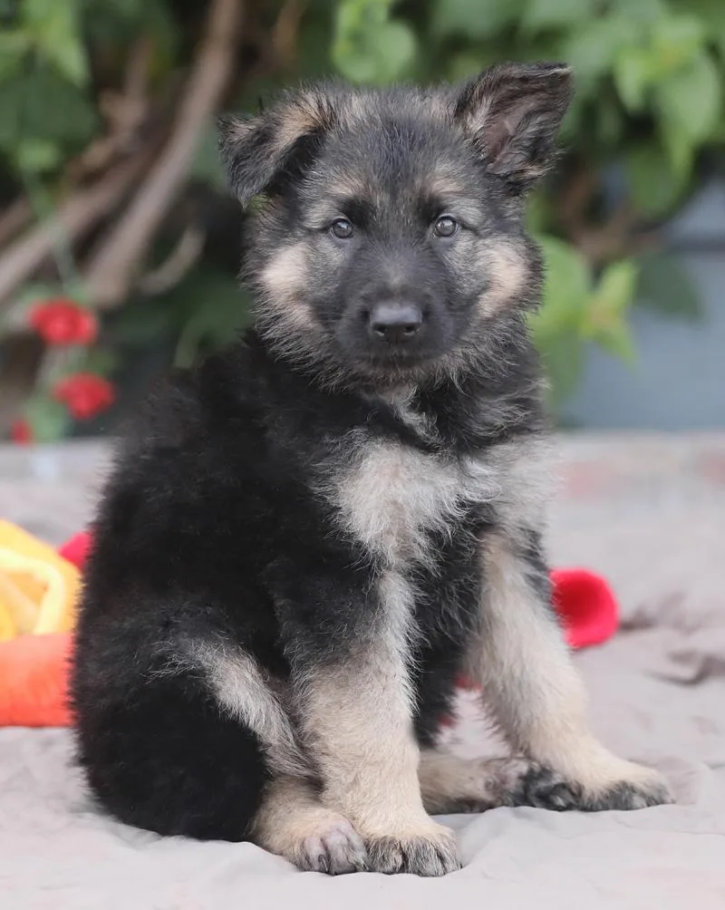 A baby large-sized male Black German Shepherd Dog dog named Clyde von Isabelle for adoption in Los Angeles, CA