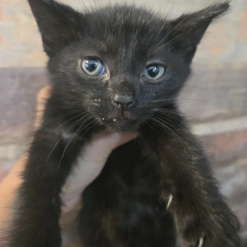 A baby medium-sized male Black Domestic Short Hair cat named Vaughn for adoption in Chicago, IL
